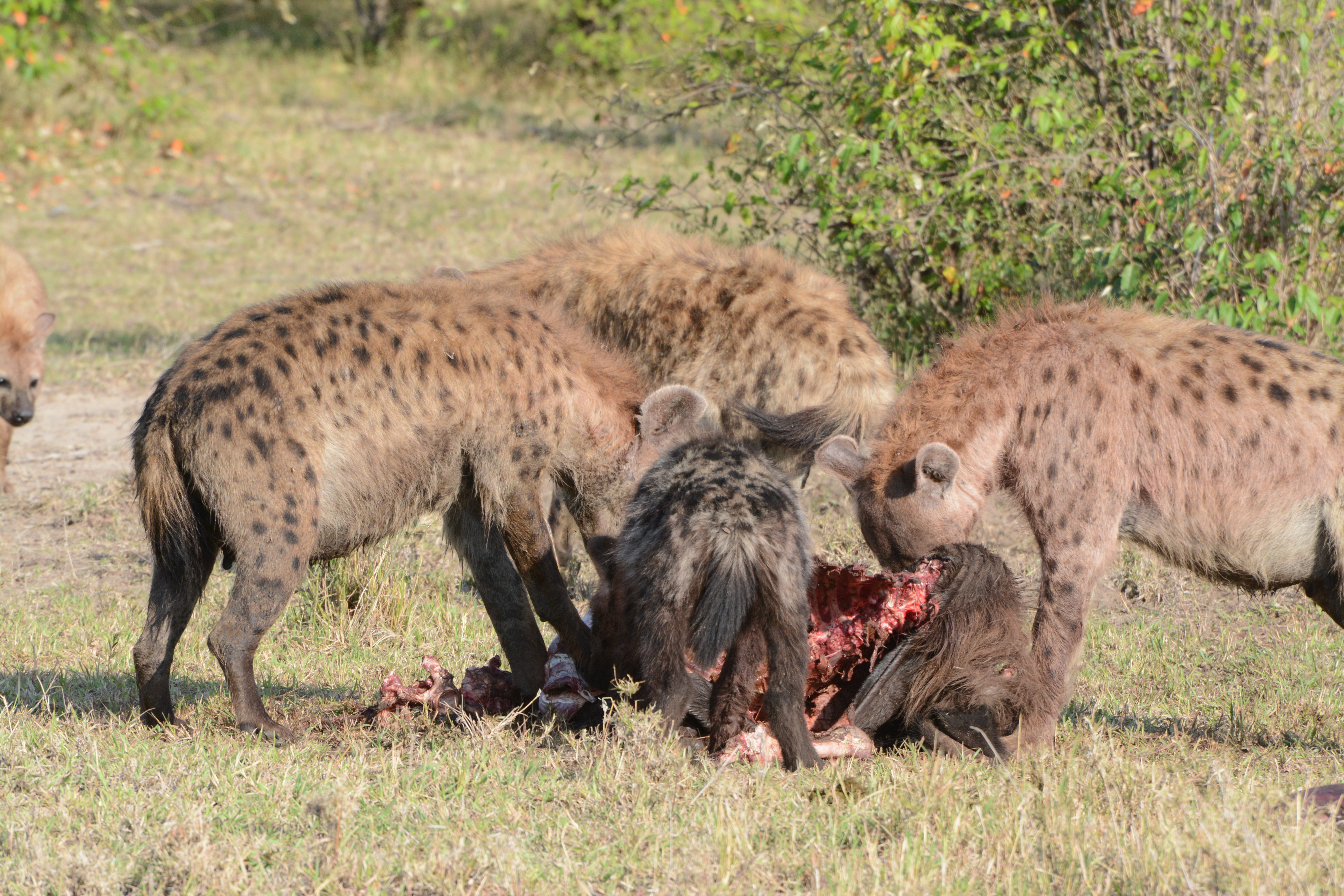 Hyenas make short work of a lion_s fresh kill